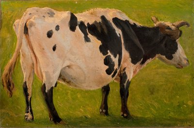 Mucca bianca e nera in piedi. Studio. da Carlo Dalgas